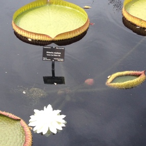 Creepy water lily.